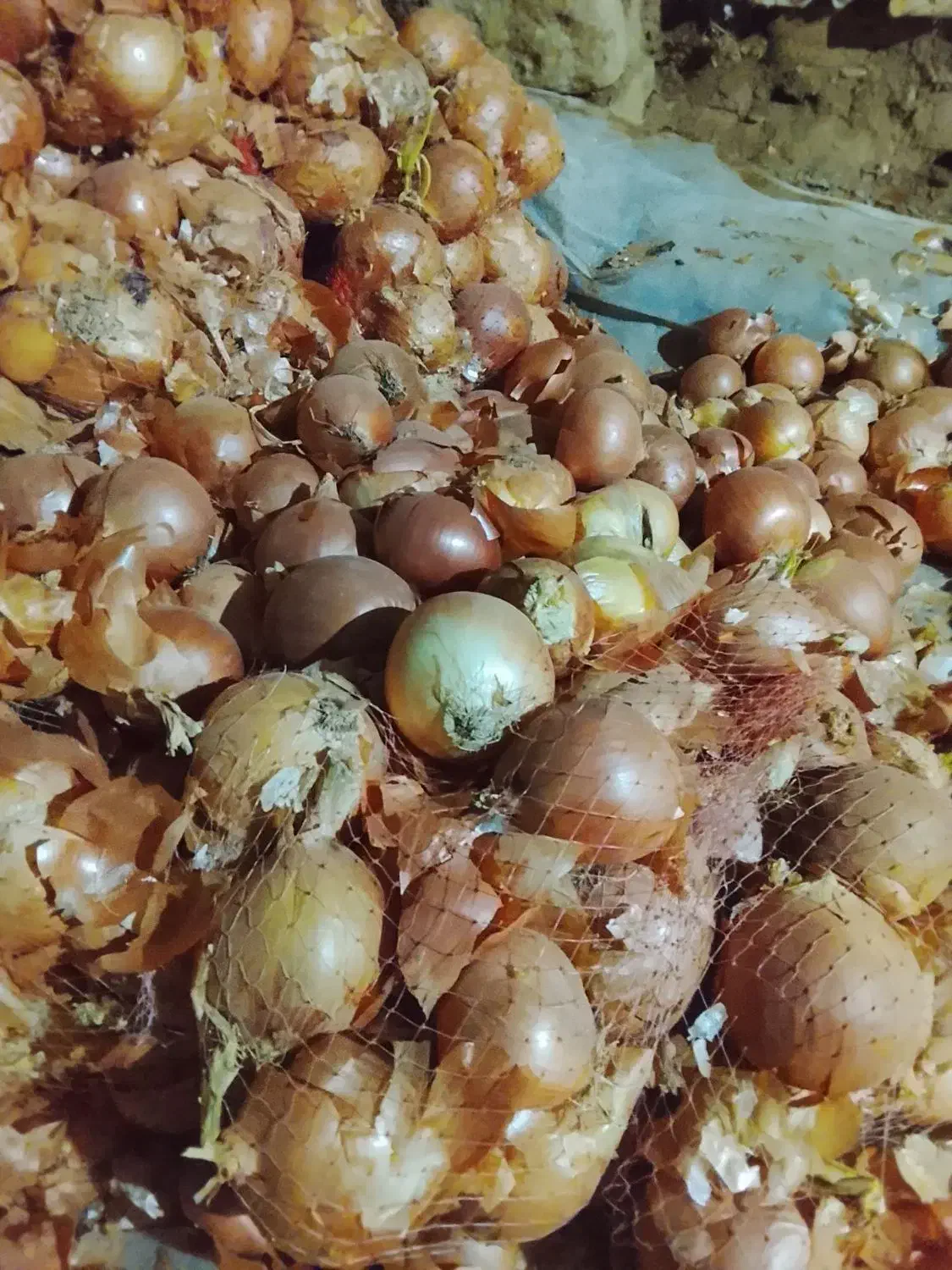 پیاز درشت|خوردنی و آشامیدنی|فاروج, |دیوار