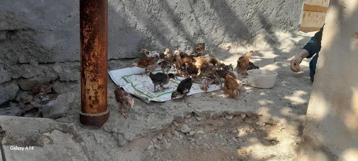 لنده|حیوانات مزرعه|لنده, |دیوار