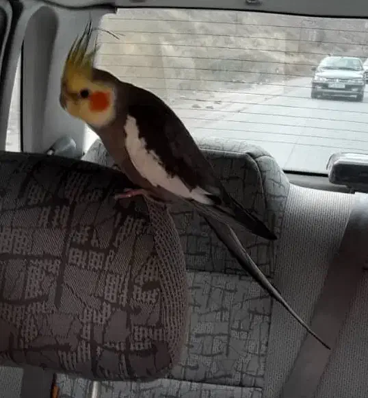 گمشده|حیوانات|چالوس, |دیوار