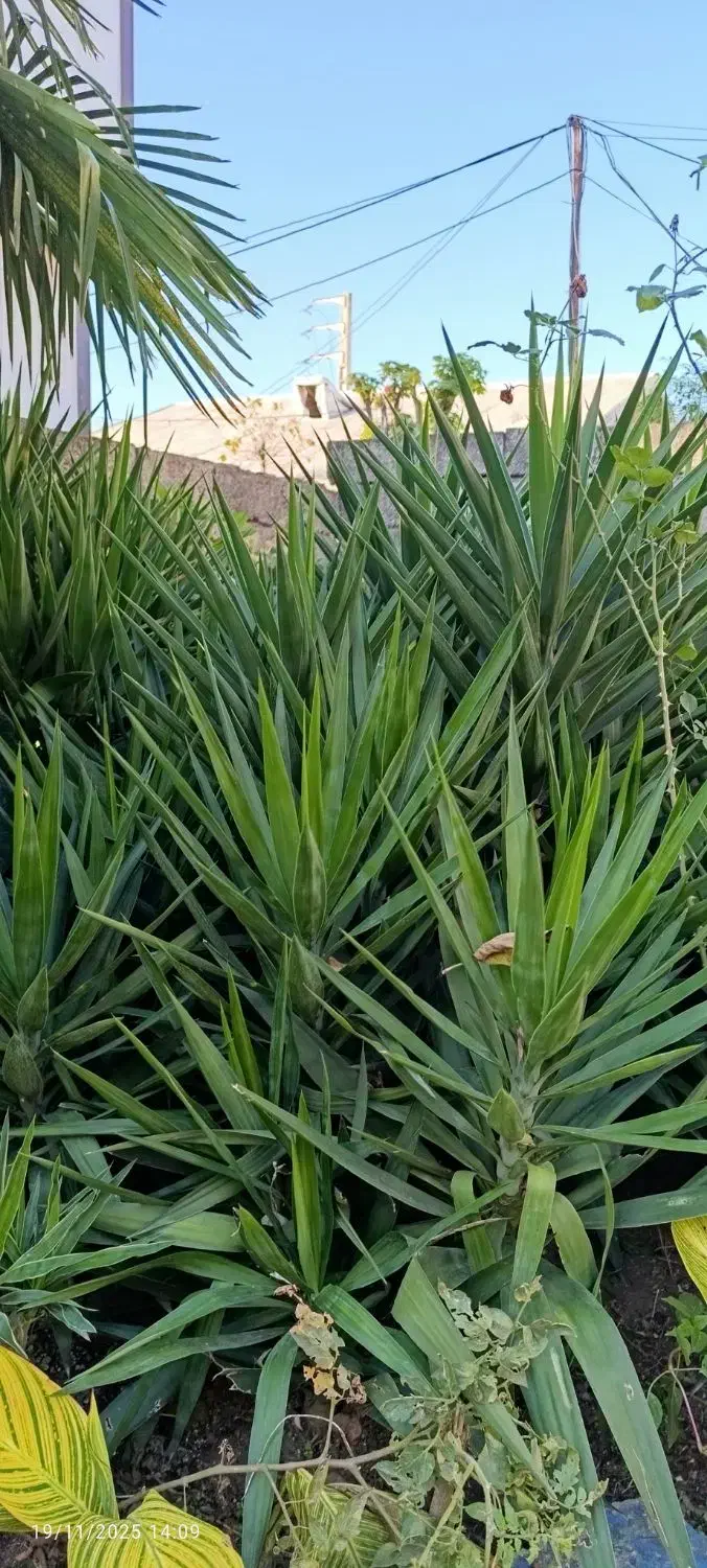 گل یوکا|گل و گیاه طبیعی|عباس‌آباد, |دیوار