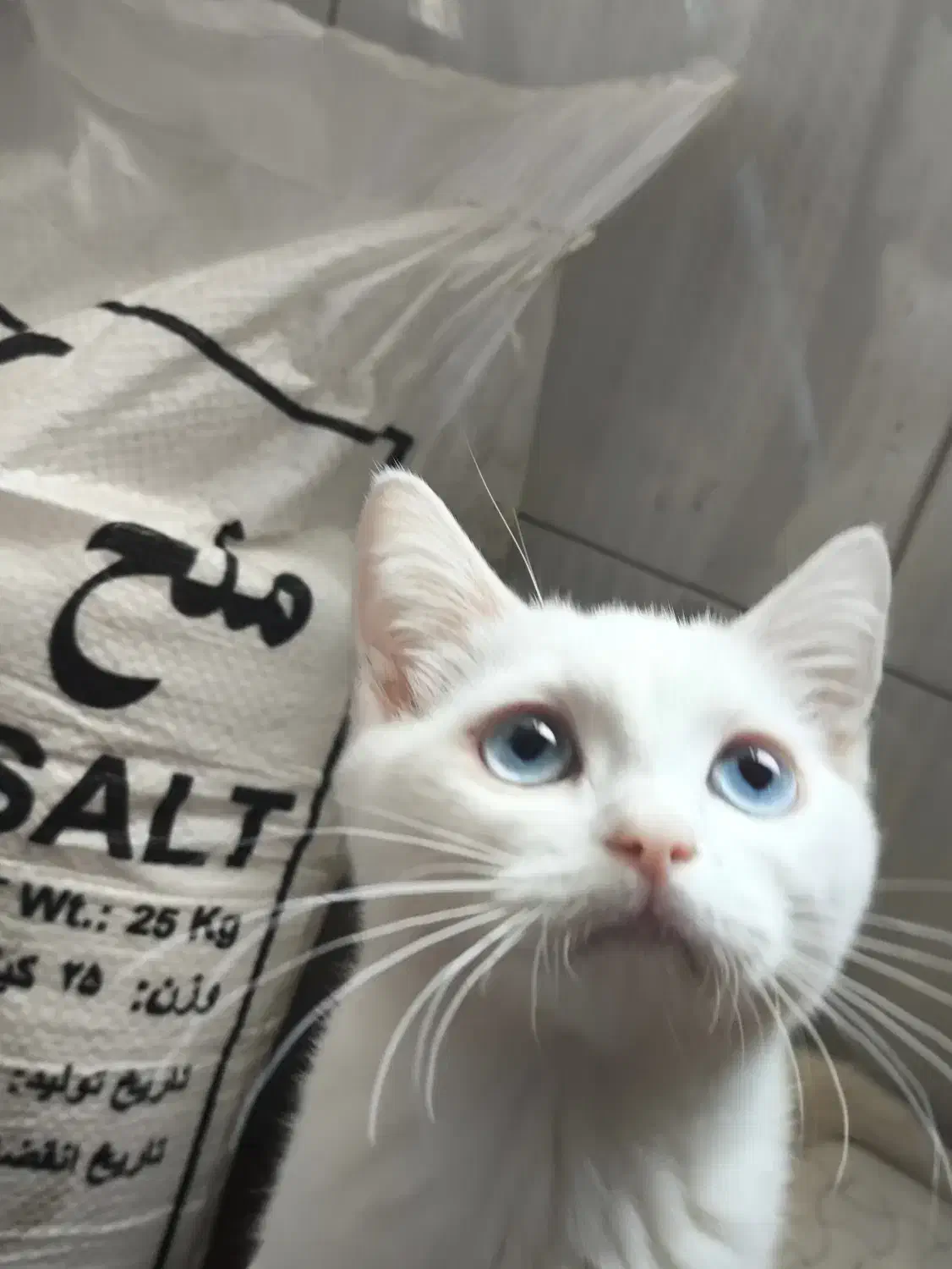 گربه سفید چشم آبی بریتیش شورت هیر|گربه|تهران, مینای شمالی (مخبر)|دیوار