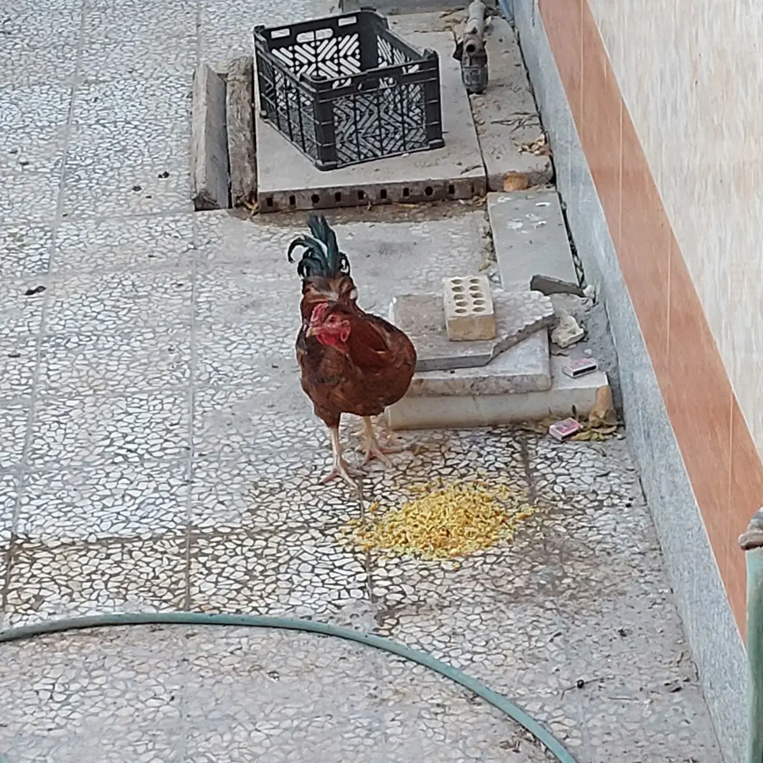 خروس بومی دو رگه لاری وبومی|حیوانات مزرعه|مبارکه, |دیوار