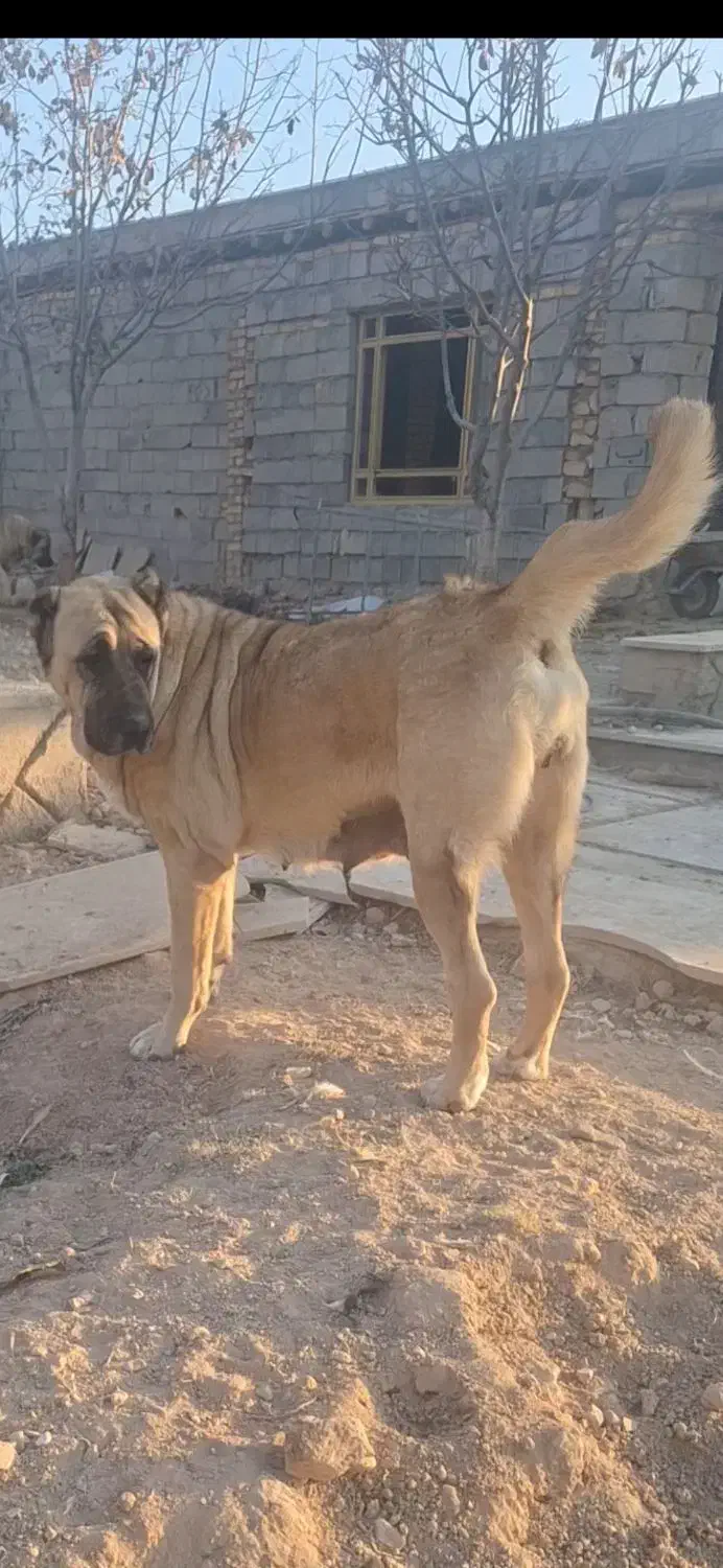 ماده سرابی اصل|سگ|رودهن, |دیوار