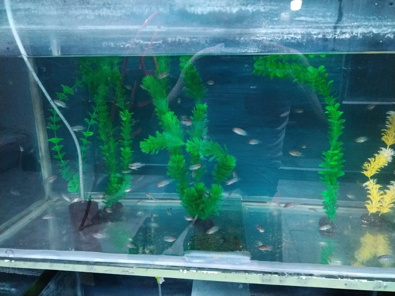 ماهی جوجه فلاور خوراک|ماهی|نیشابور, شهرک جانبازان|دیوار