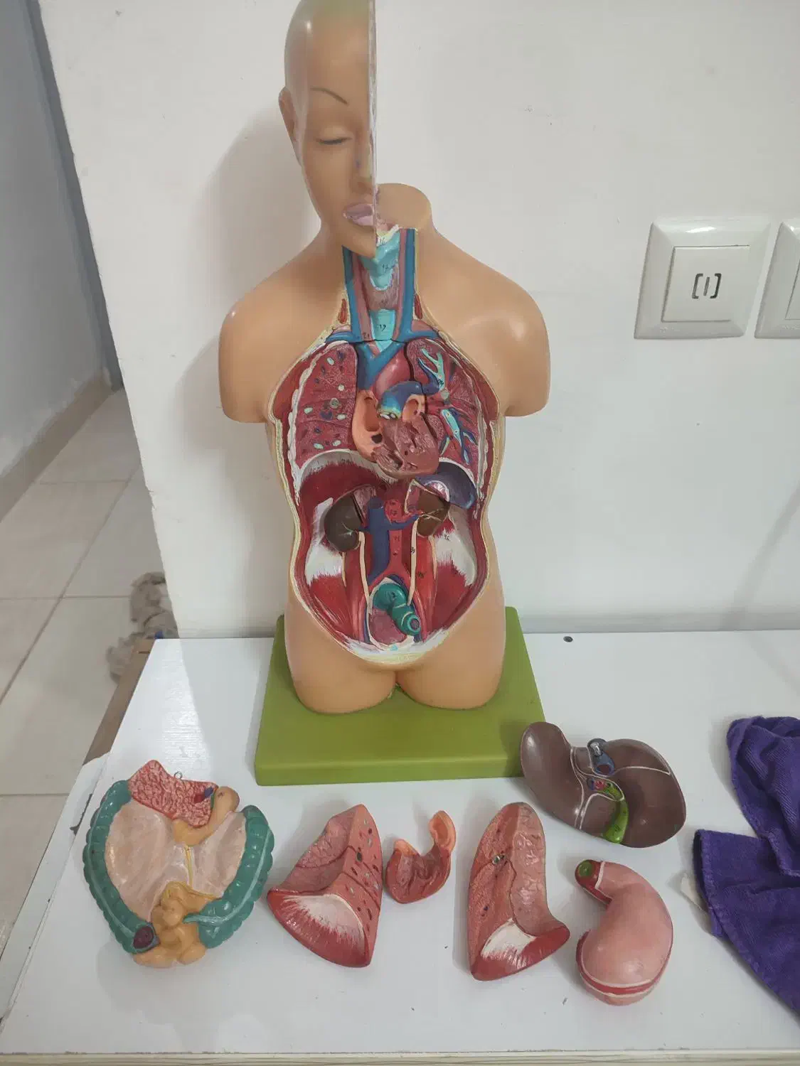 مولاژ بدن|پزشکی|آبیک, |دیوار