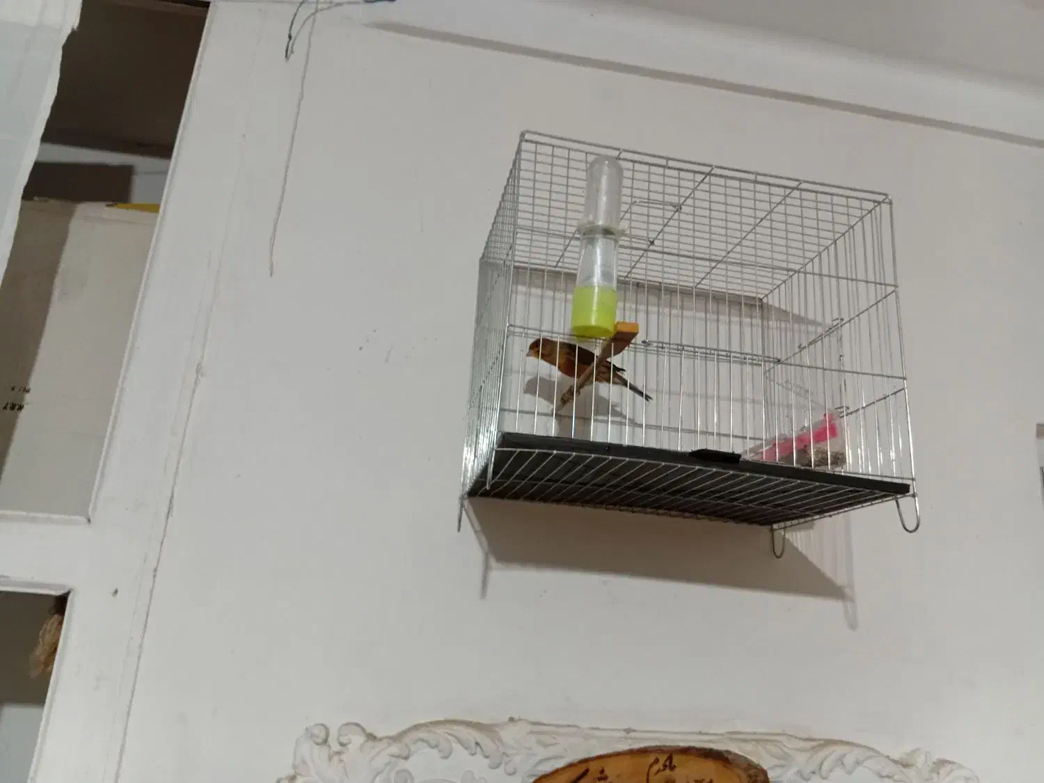 قناری نروماده سبز سوخته|پرنده|محمدیه-قزوین, |دیوار