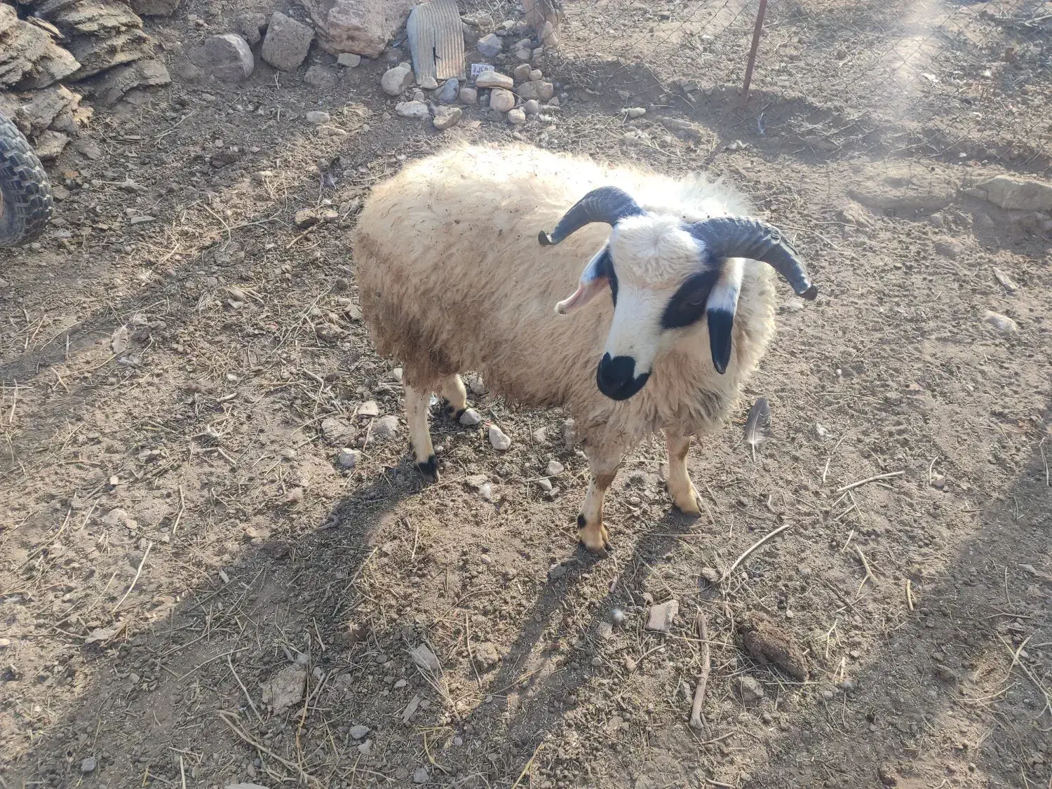 گوزو .نر|حیوانات مزرعه|شوط, |دیوار