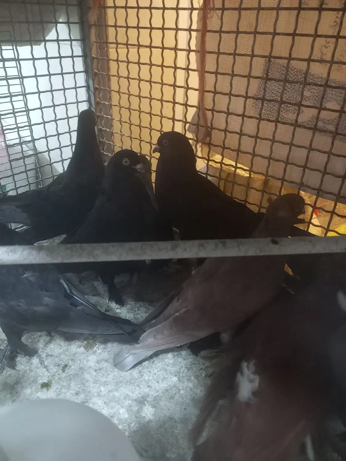 کبوتر|پرنده|خسروشاه, |دیوار