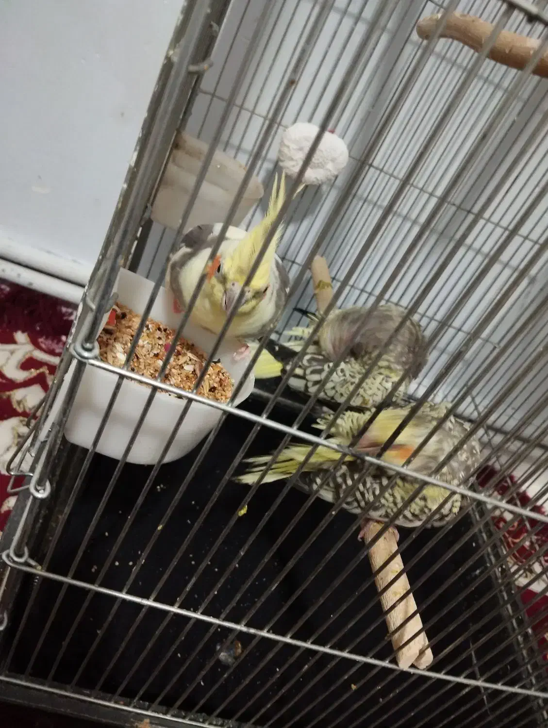 عروس هلندی همراه با جوجه|پرنده|کرمانشاه, |دیوار