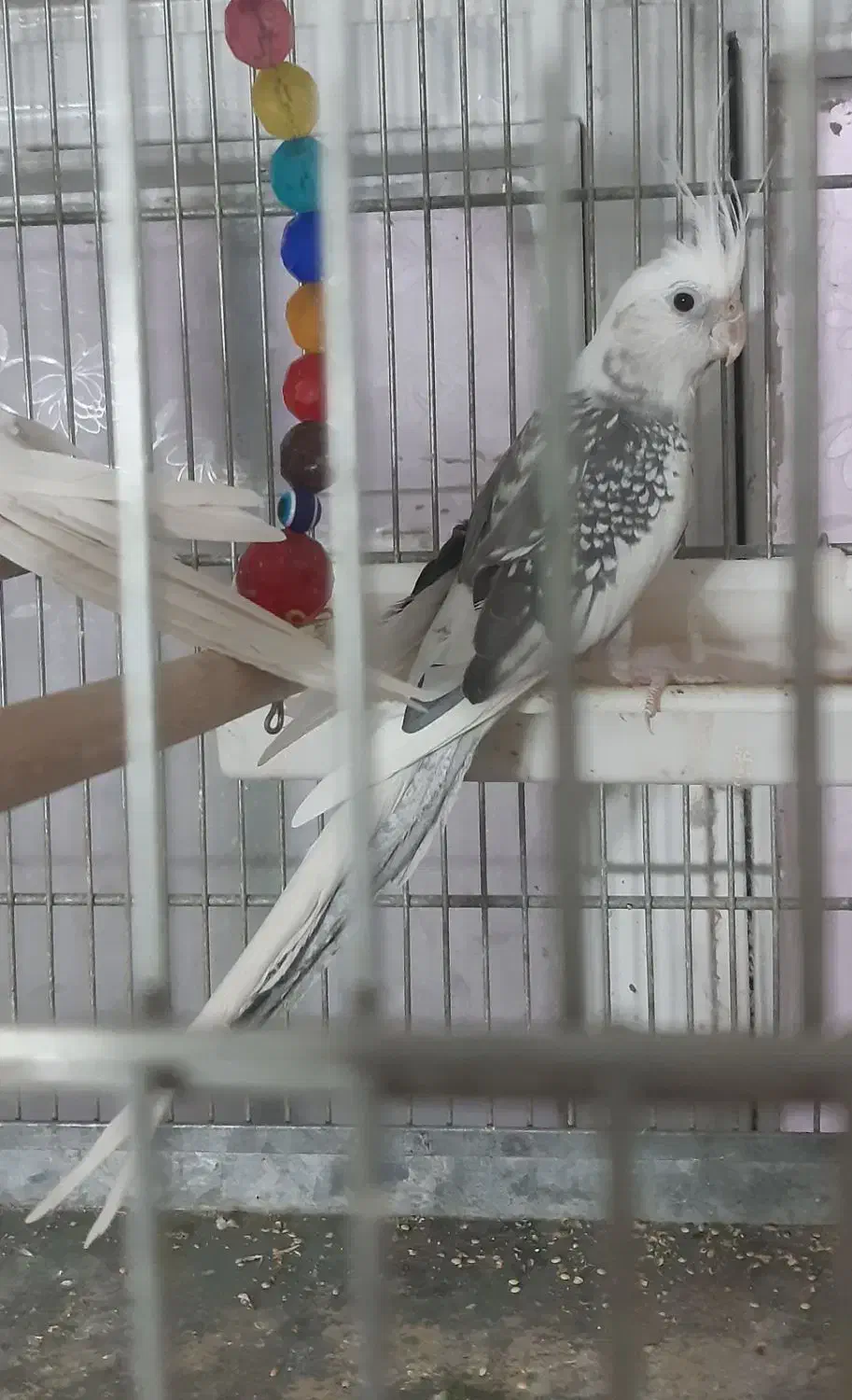 عروس هلندی نر آلبینو دوکت|پرنده|شهریار, شهریار|دیوار