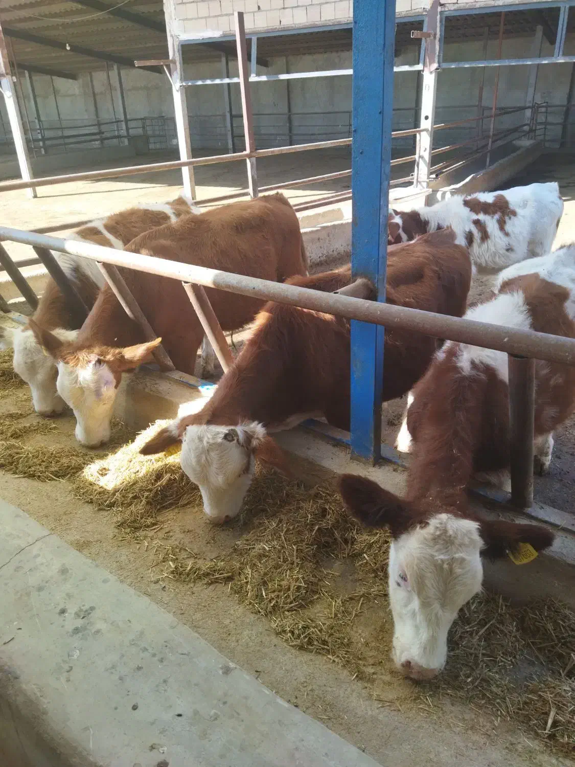 گوساله نر سیمنتال درجه یک|حیوانات مزرعه|کرج, فاز ۴ مهرشهر|دیوار