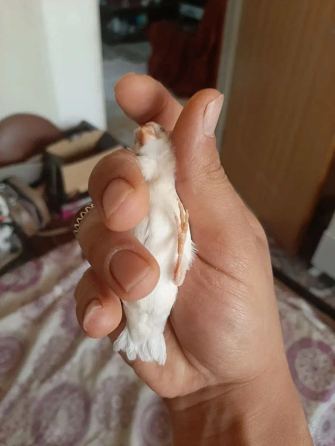 فنج کینگ سهره گلبسر سینه سرخ کبوتر گلدین برزیلی|پرنده|سمنان, |دیوار