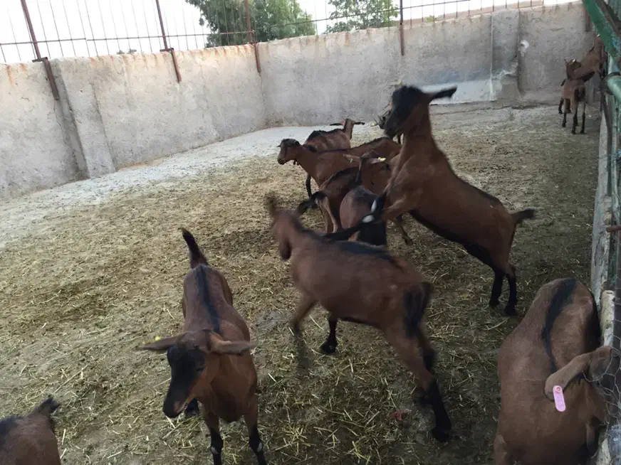 کارگر دامداری|استخدام سرایداری و نظافت|سمنان, |دیوار