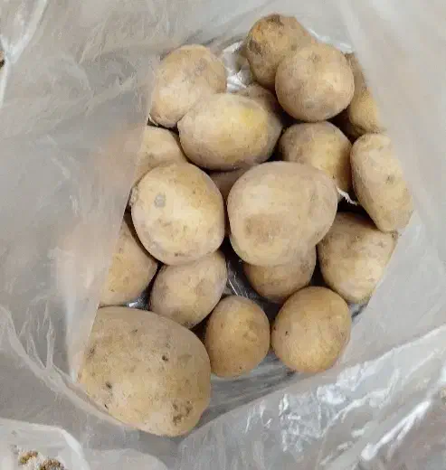 سیب زمینی جیلی بدون هیچ سم و کود و ارگانیک|عمدهفروشی|دهگلان, |دیوار