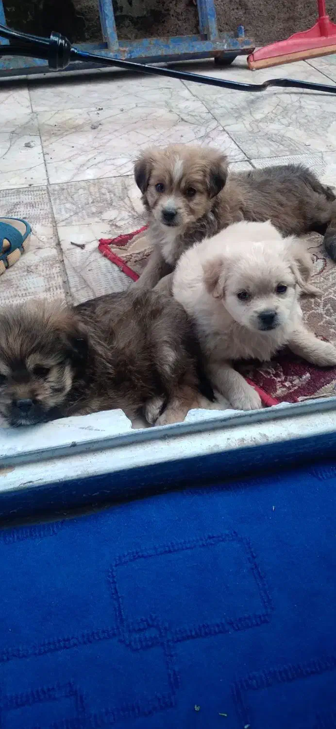 واگذاری توله سگهای آپارتمانی|سگ|مشهد, سناباد|دیوار