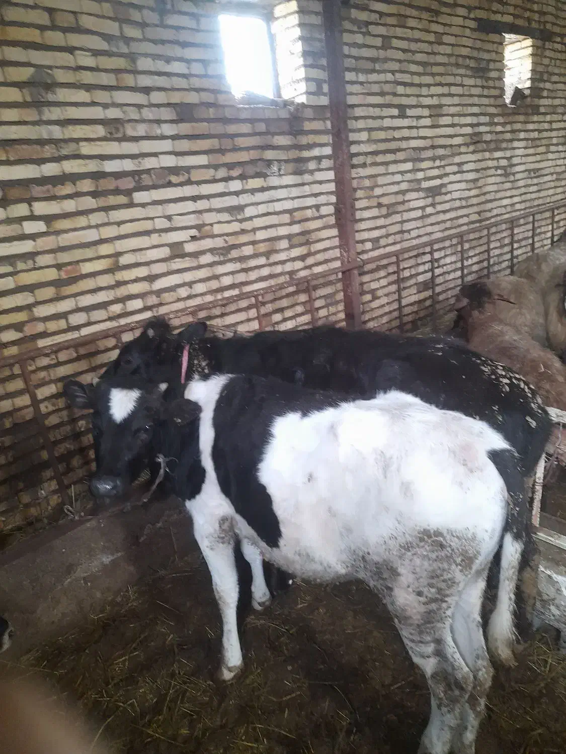 گوساله وگوسفند|حیوانات مزرعه|هریس, |دیوار