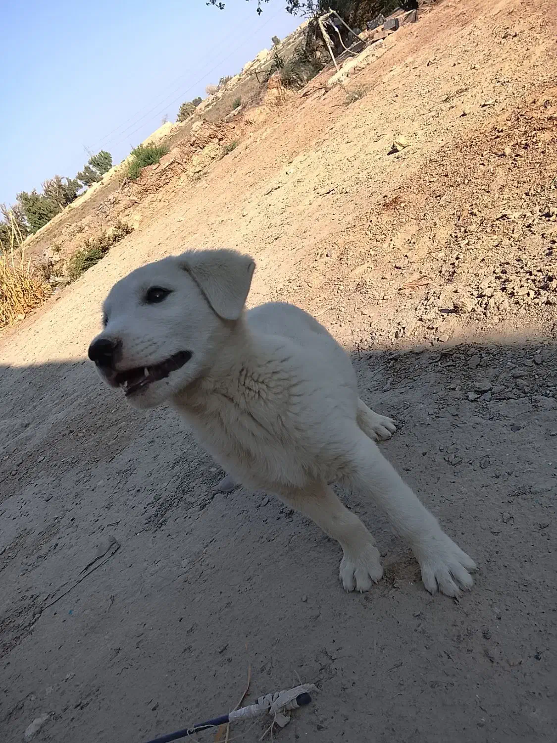 با سلام خسته نباشید یک عدد توله سگ افغان|سگ|هامون, |دیوار