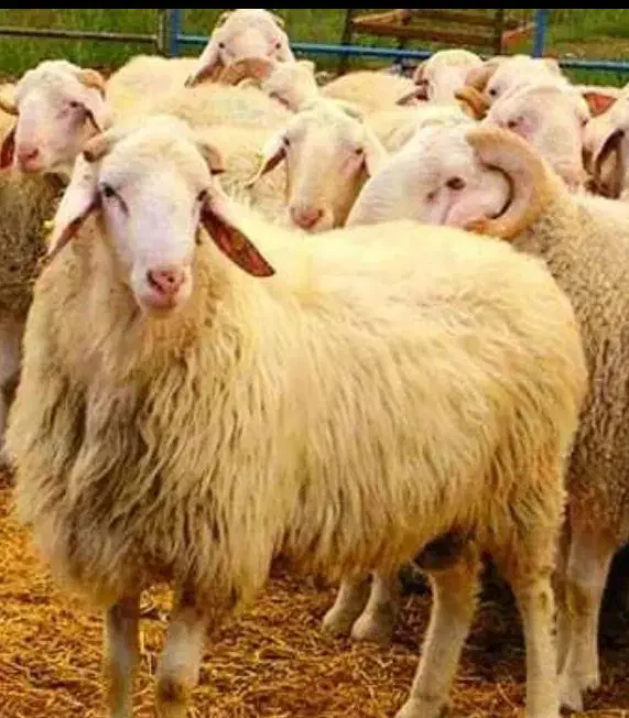 دام زنده نمونه گوسفند مغانی خرید حضوری و غیرحضوری|حیوانات مزرعه|مشهد, نوید|دیوار