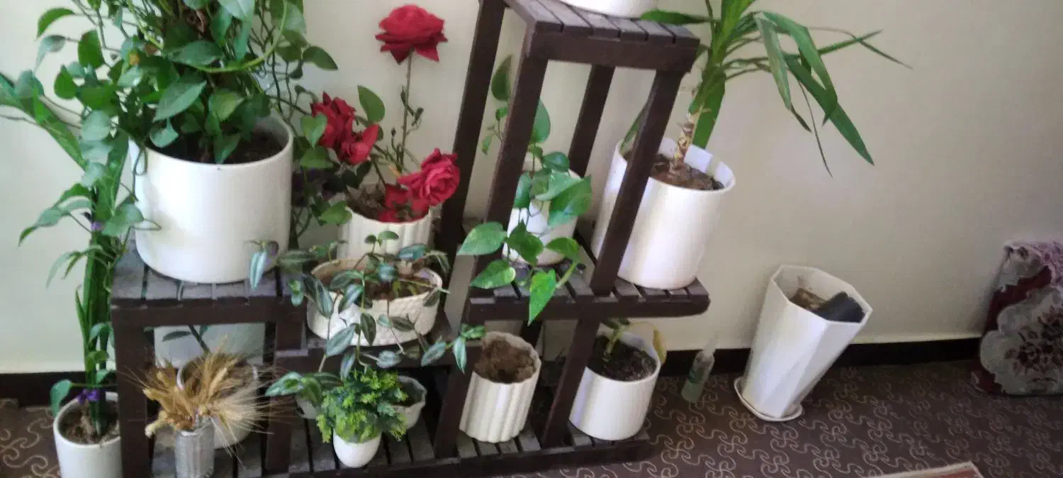 استند گل|گل و گیاه طبیعی|ایذه, |دیوار