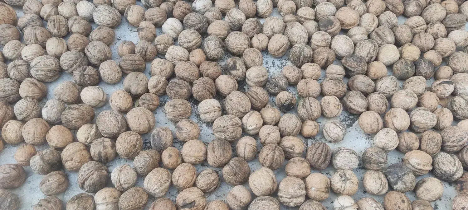 گردو تازه امسال کیلویی 300|عمده‌فروشی|شیروان (خراسان), |دیوار