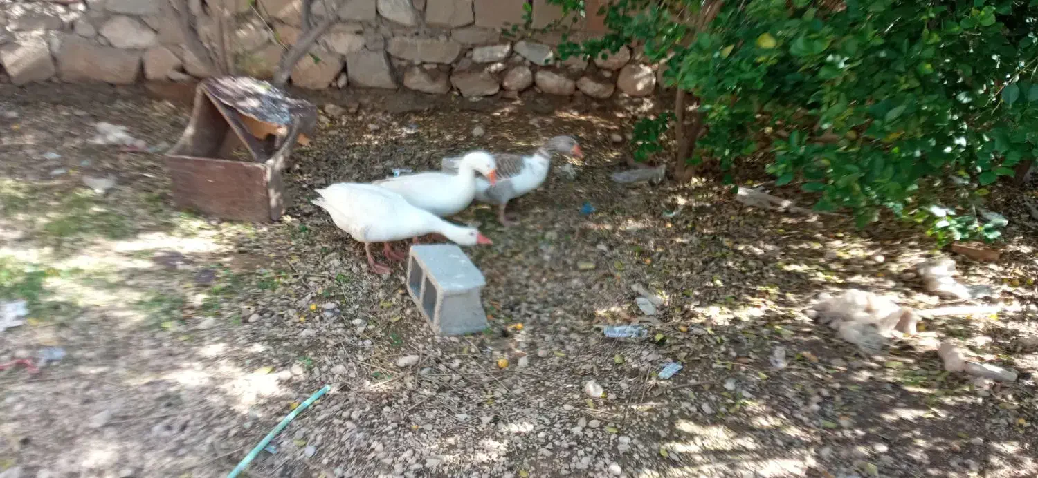 ۳عددغاز|حیوانات مزرعه|امیدیه, |دیوار