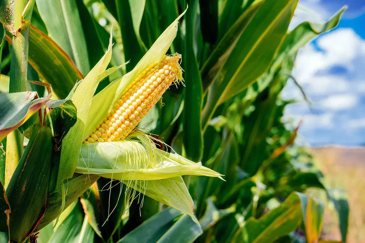 بلال و علوفه  دامی|لوازم جانبی حیوانات|مرند, |دیوار