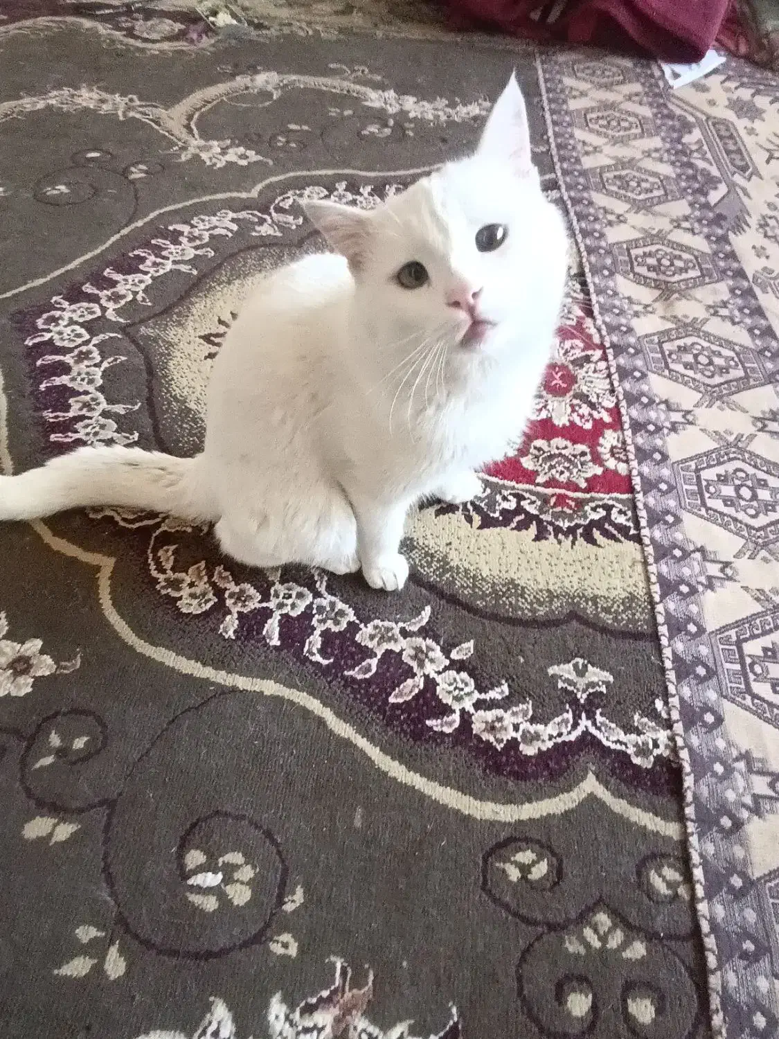 گربه گم شده|حیوانات|شیراز, کرونی(خاتونک)|دیوار