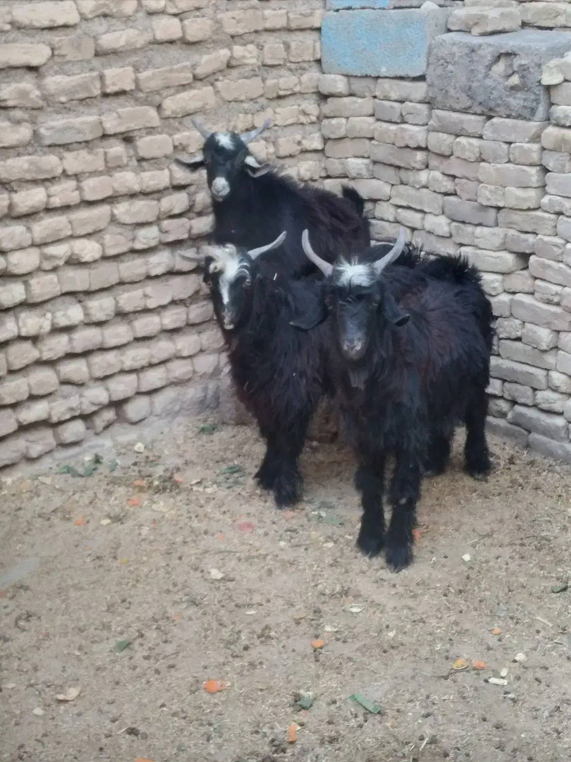 بزغاله چاق|حیوانات مزرعه|دهلران, |دیوار