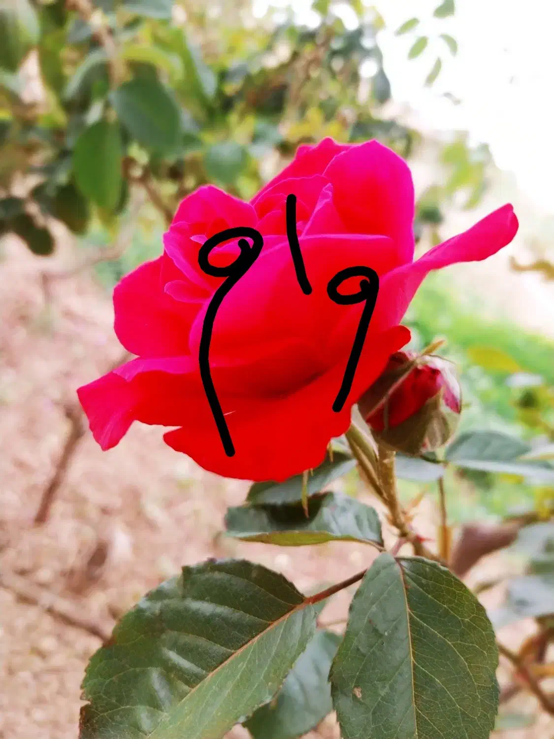 وام خریدارم|فعالیت داوطلبانه|اسفراین, |دیوار