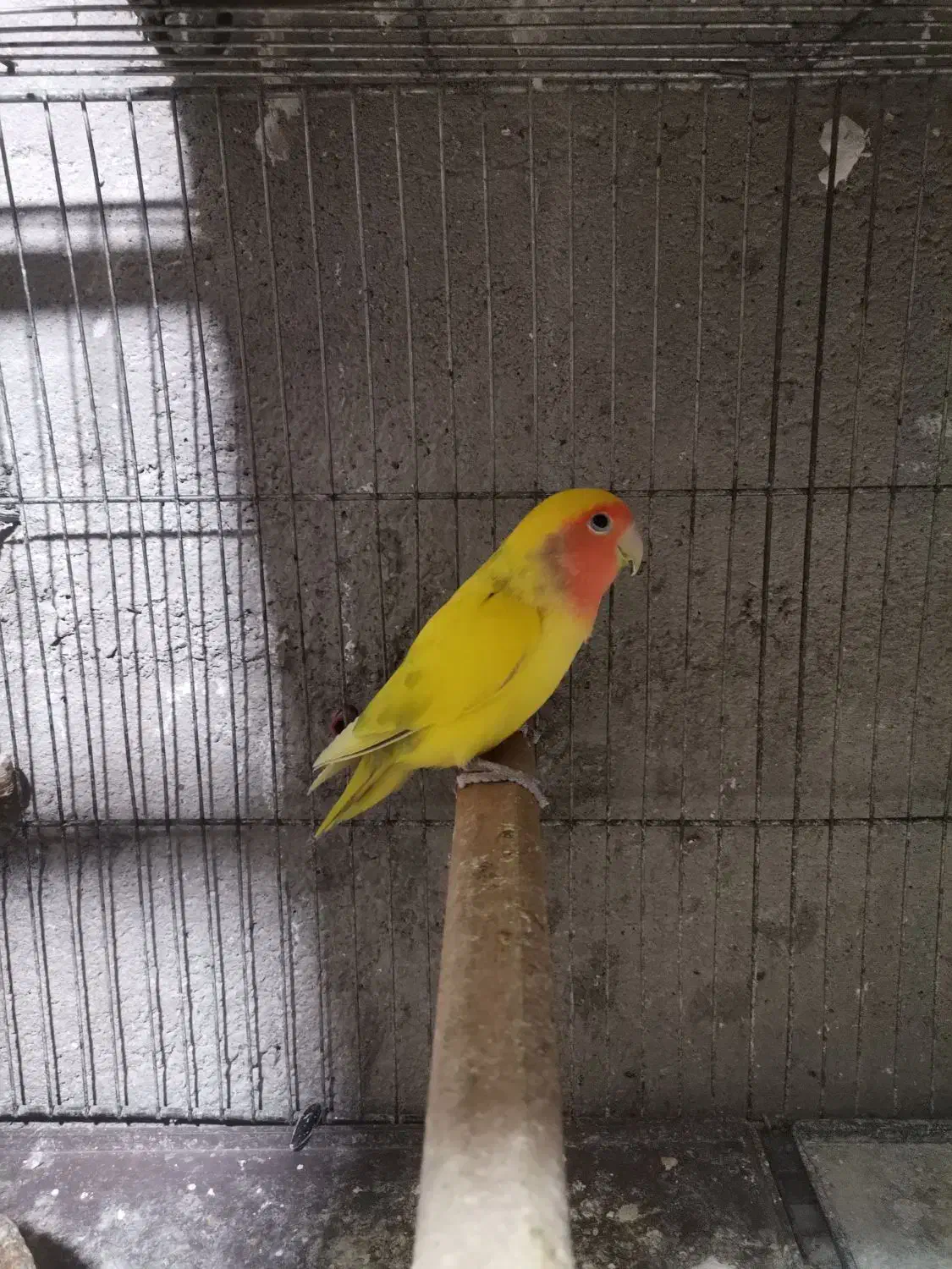 مرغ عشق انگلیسی وکوتوله وعروس هلندی مولد|پرنده|قم, هنرستان|دیوار