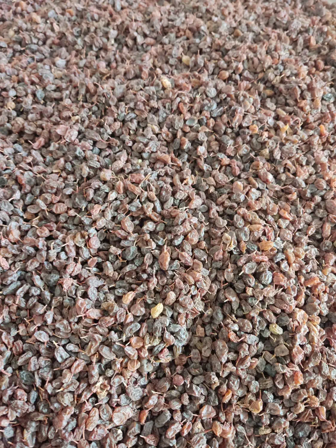 کشمش بی دانه آفتاب خشک بسیار تمیز|خوردنی و آشامیدنی|بهار, |دیوار