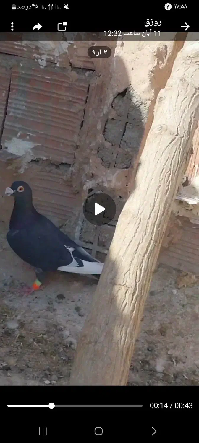 کفتر فروشی نر|پرنده|اسفراین, |دیوار