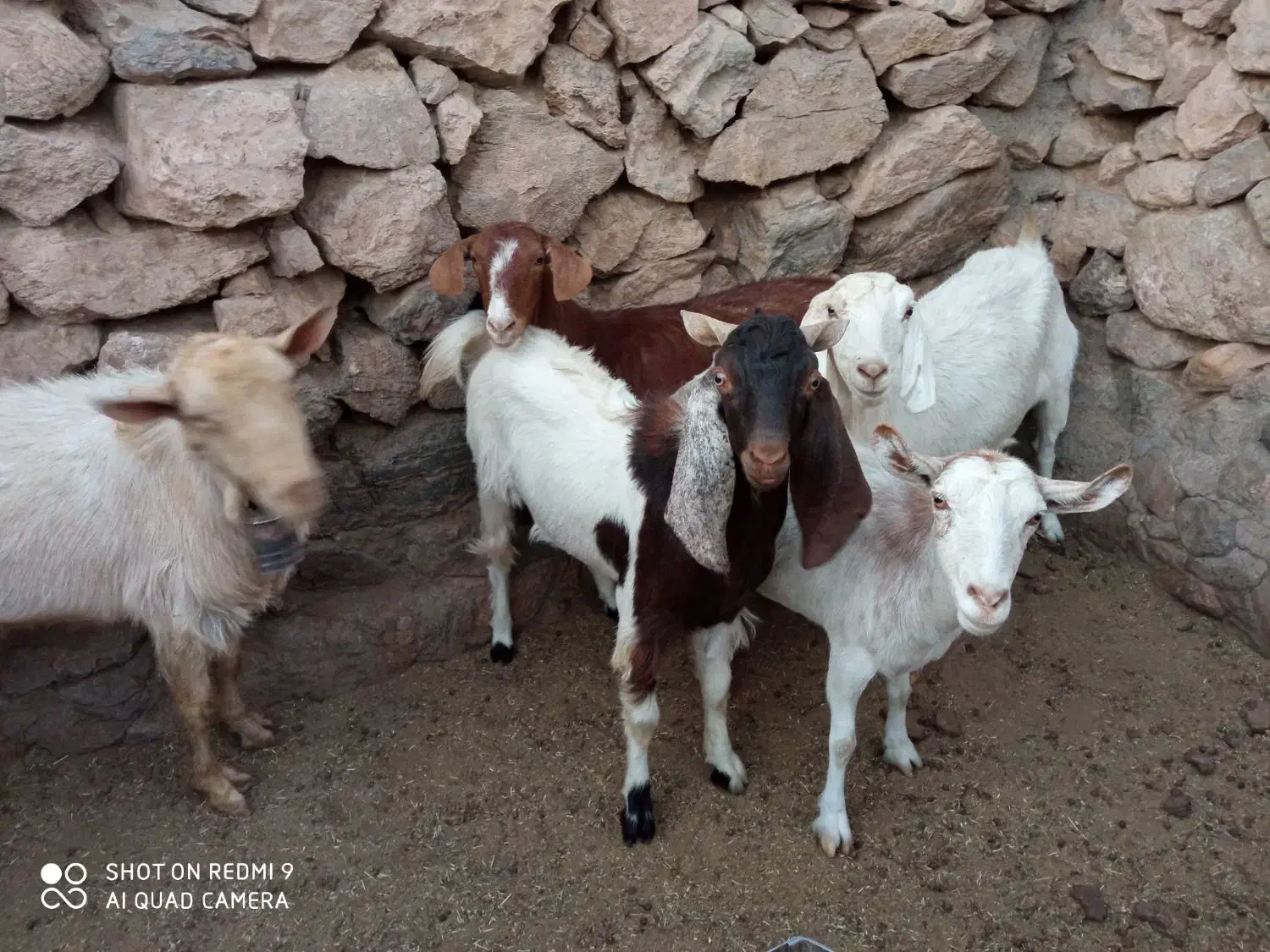 بز سرحال همه آبستن|حیوانات مزرعه|بفروئیه, |دیوار