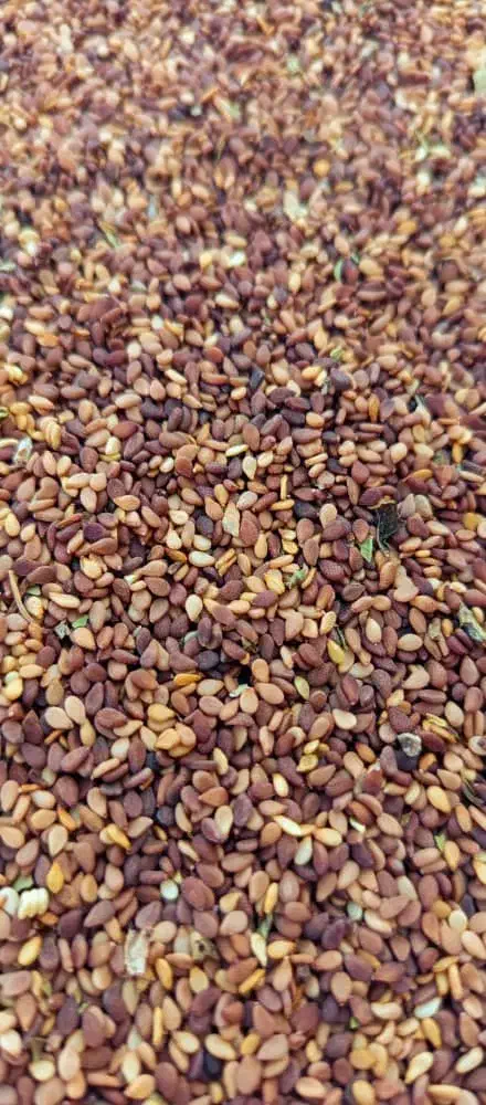 فروش عمده کنجد|عمده‌فروشی|لار, |دیوار