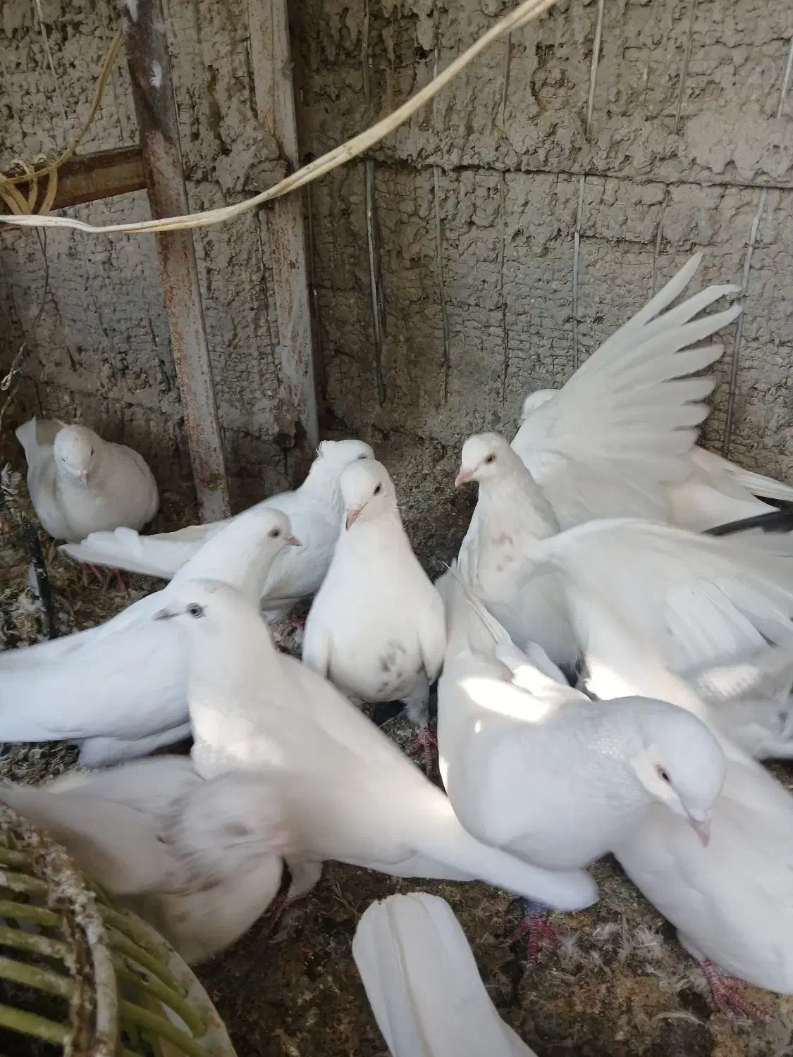 کبوترپرشی وزینتی نوک ریز|پرنده|فردیس, شهرک شهید حسینی|دیوار