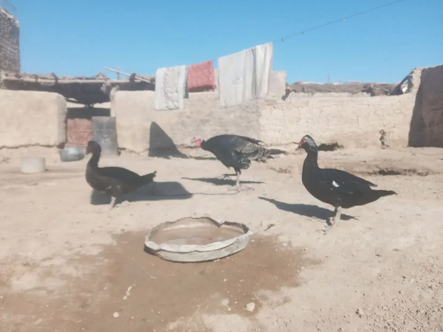 نره.بقلمون‌واردک.خارجی|حیوانات مزرعه|زابل, |دیوار