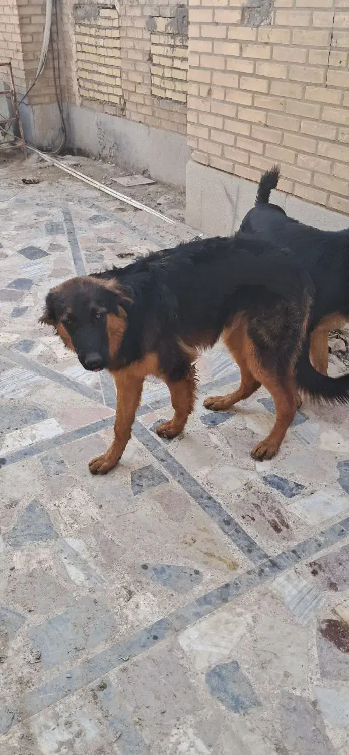 واگذاری سگ شولاین 9 ماهه|سگ|خرمشهر, |دیوار