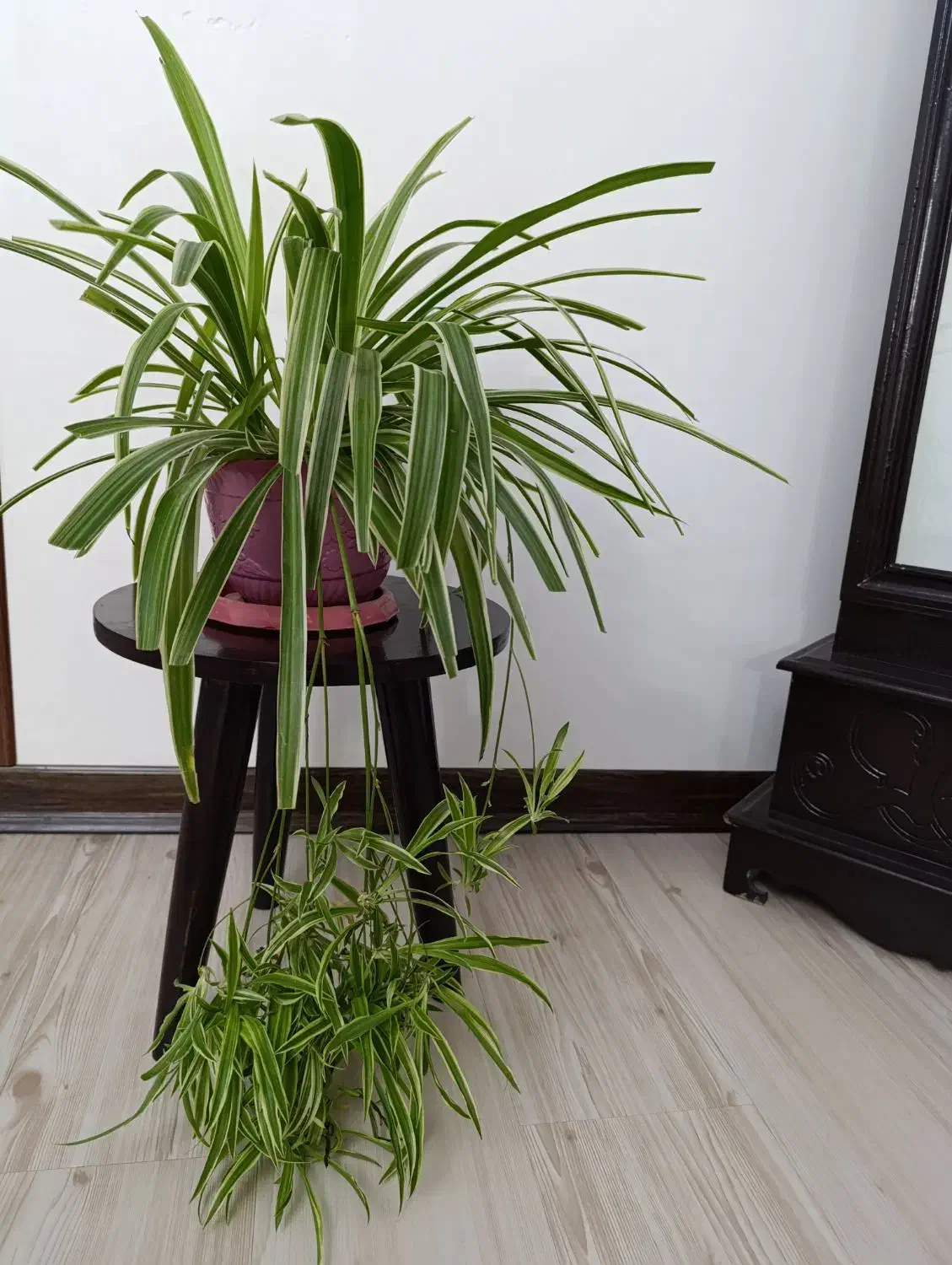 گیاهان آپارتمانی با گلدان های زیبا قیمت مناسب|گل و گیاه طبیعی|کرج, گلشهر|دیوار