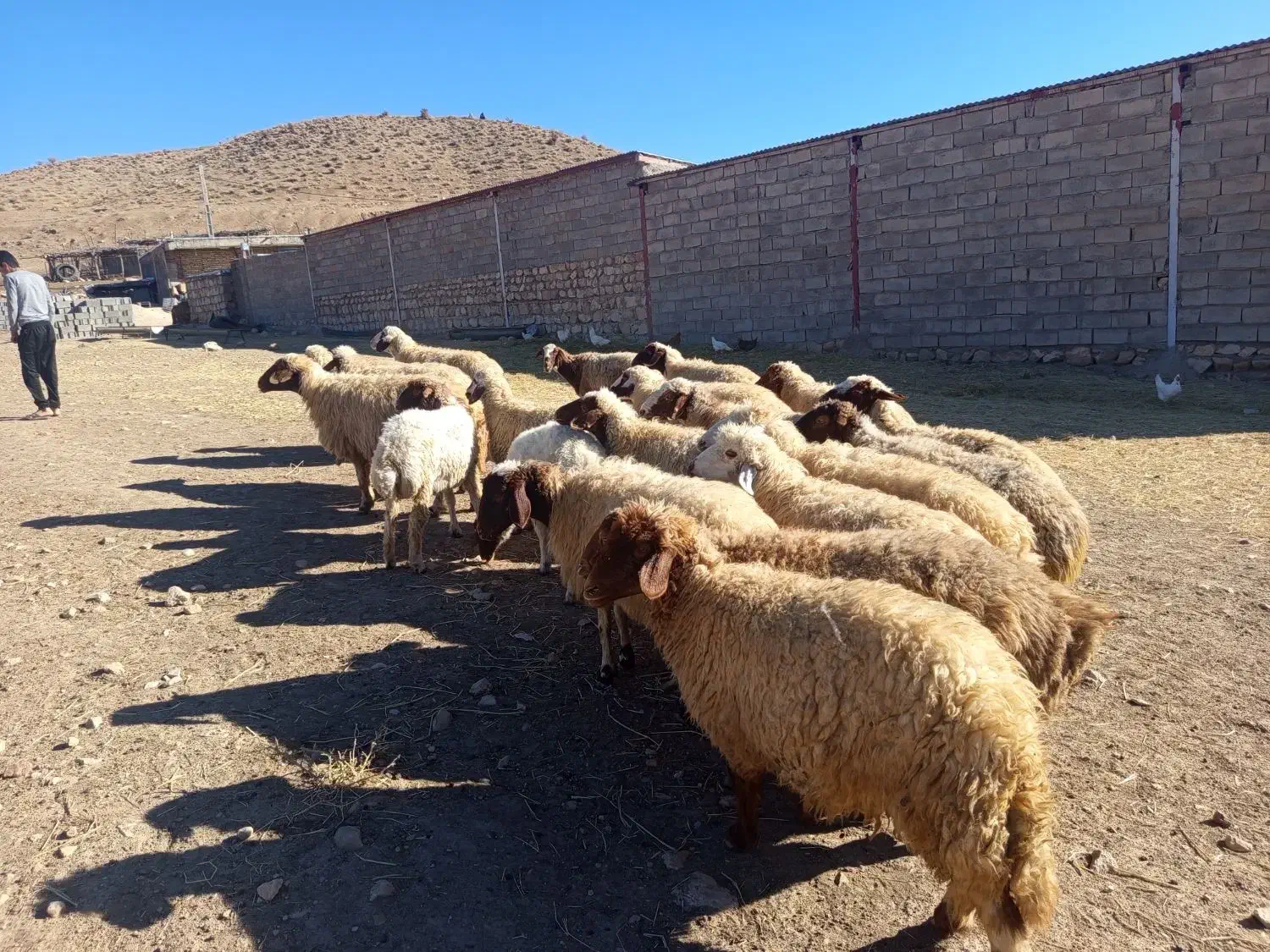 میش|حیوانات مزرعه|ویسیان, |دیوار