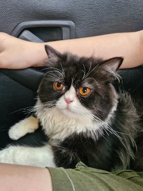 گربه پرشین نر|گربه|رشت, سلیمانداراب|دیوار