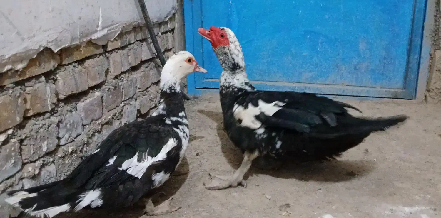 مرغابی مسکویی بالغ|حیوانات مزرعه|سبزوار, کراب|دیوار