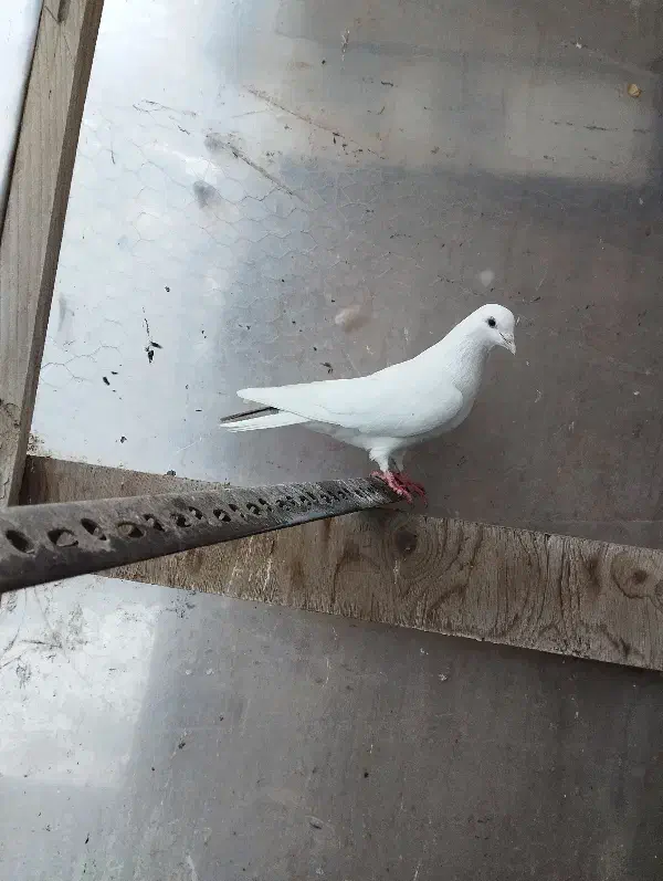 کفتر|پرنده|تربت جام, والفجر|دیوار