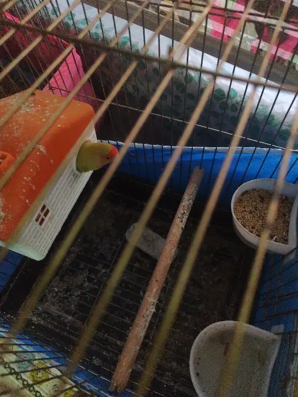 پرنده برزیلی|پرنده|قزوین, |دیوار