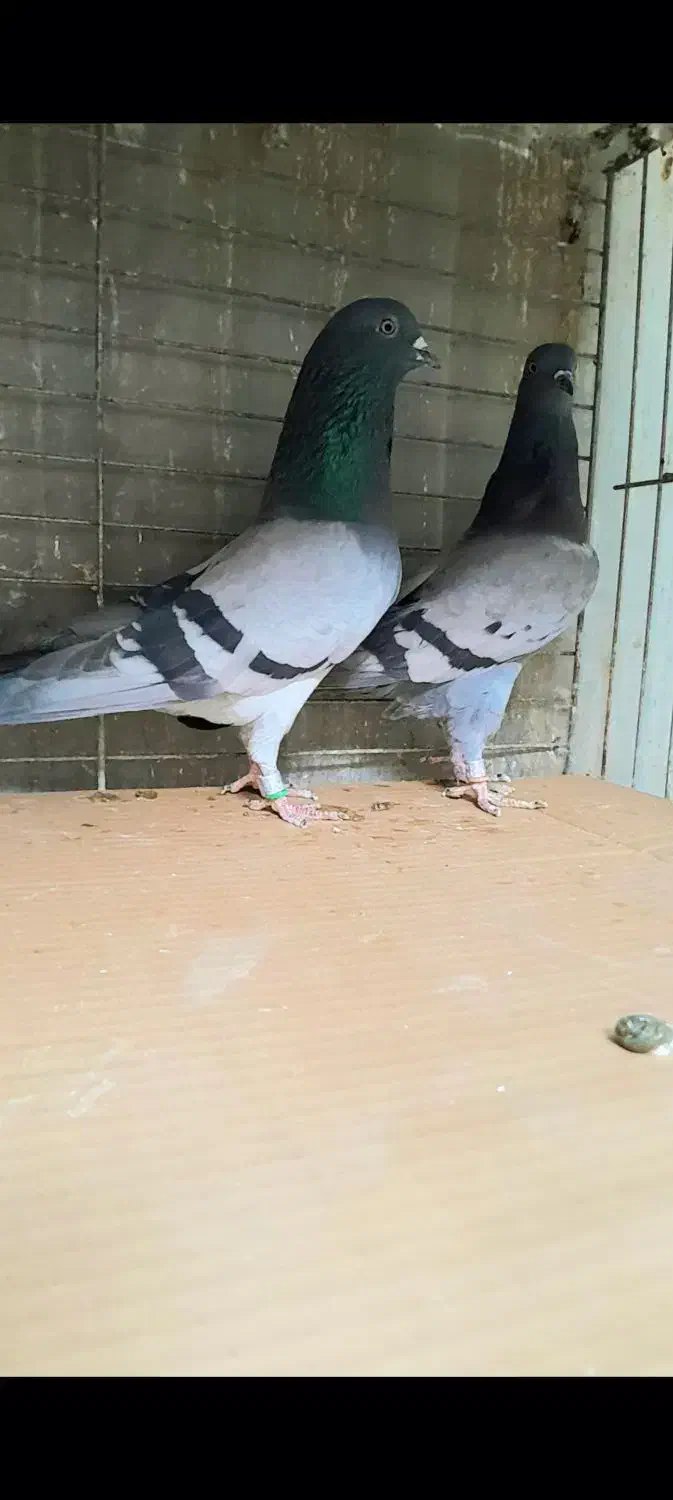 کبوتردونسته پرش سنگین به شرط وباضمانت تضمین صددرصد|پرنده|ری, شهید بهشتی|دیوار