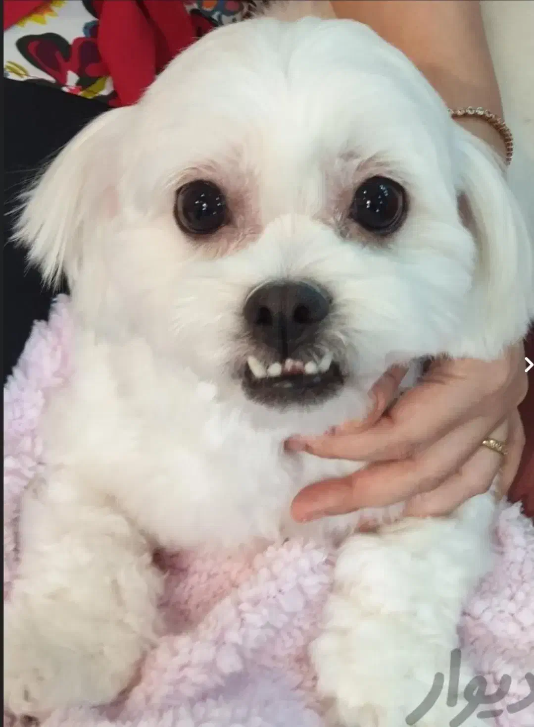 سگ ماده گمشده|حیوانات|شاهینشهر, پاسداران|دیوار