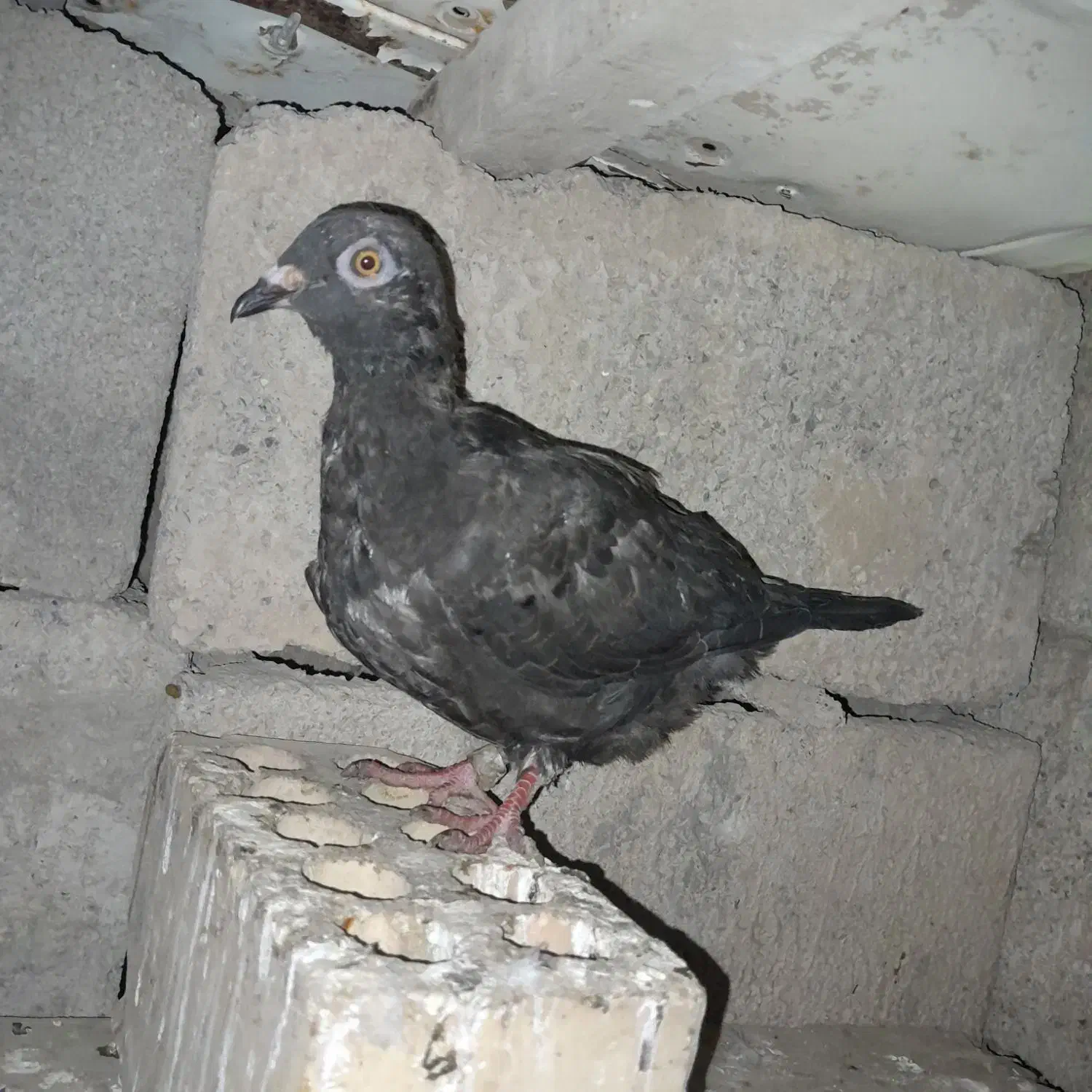 کفترها خوبن|حراج|آق قلا, |دیوار