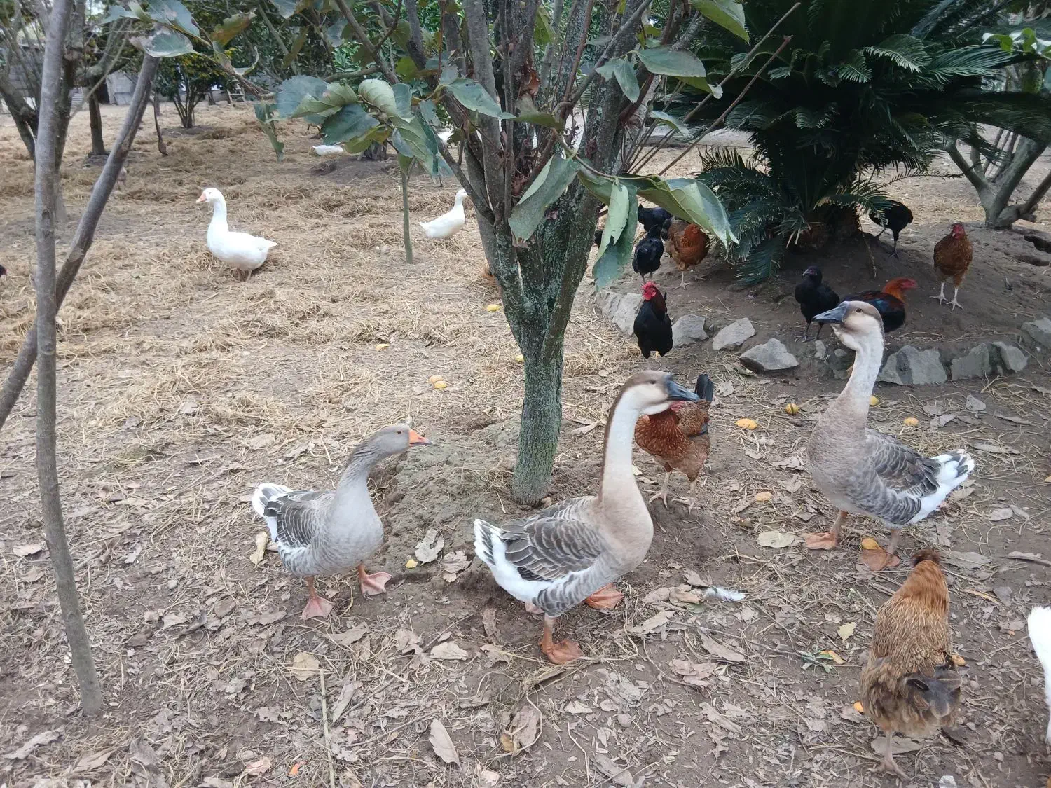 سه تا غاز قو لیندا و ی غاز معمولی|حیوانات مزرعه|لولمان, |دیوار