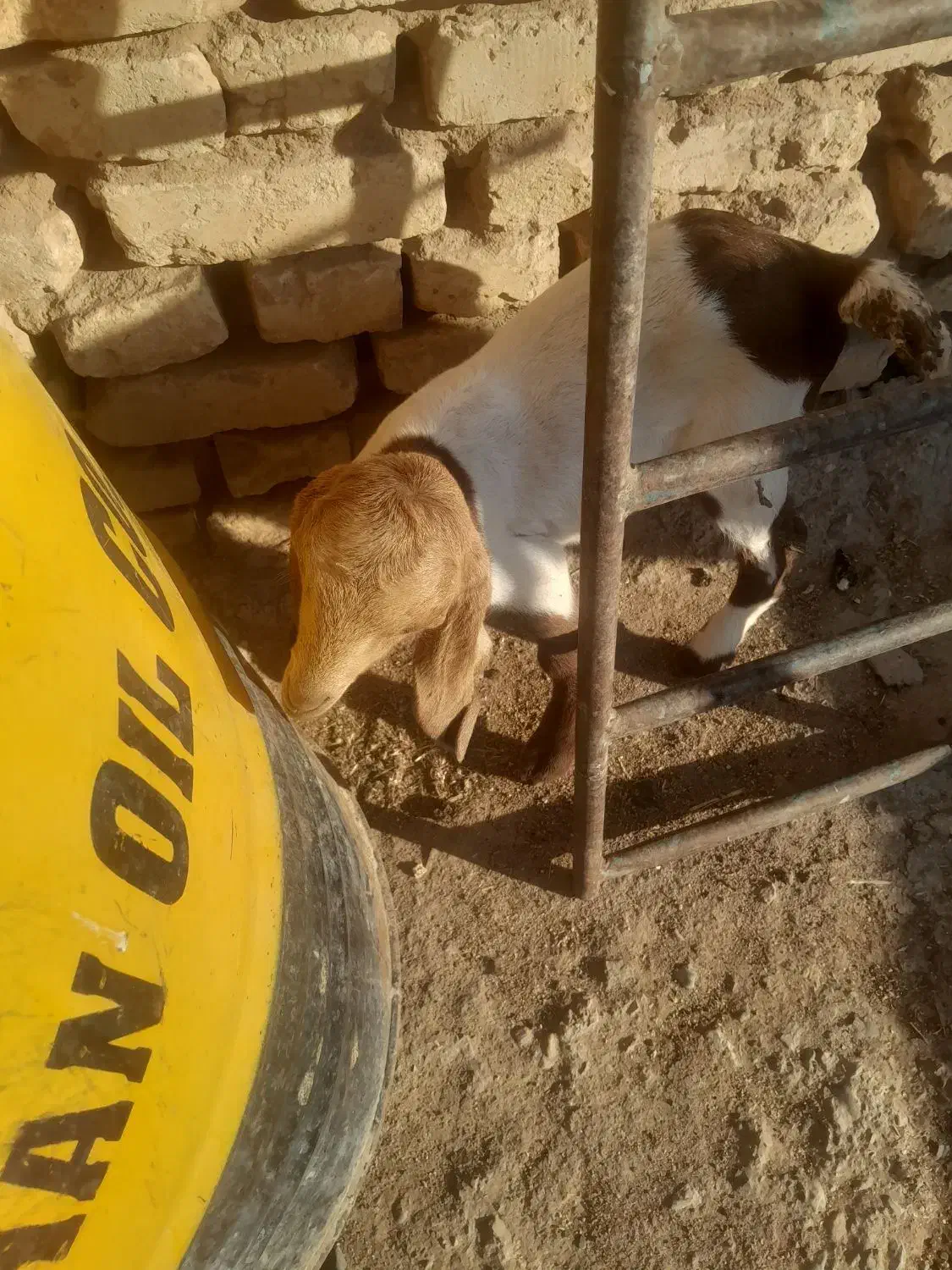 بز شیرا|حیوانات مزرعه|زارچ, |دیوار