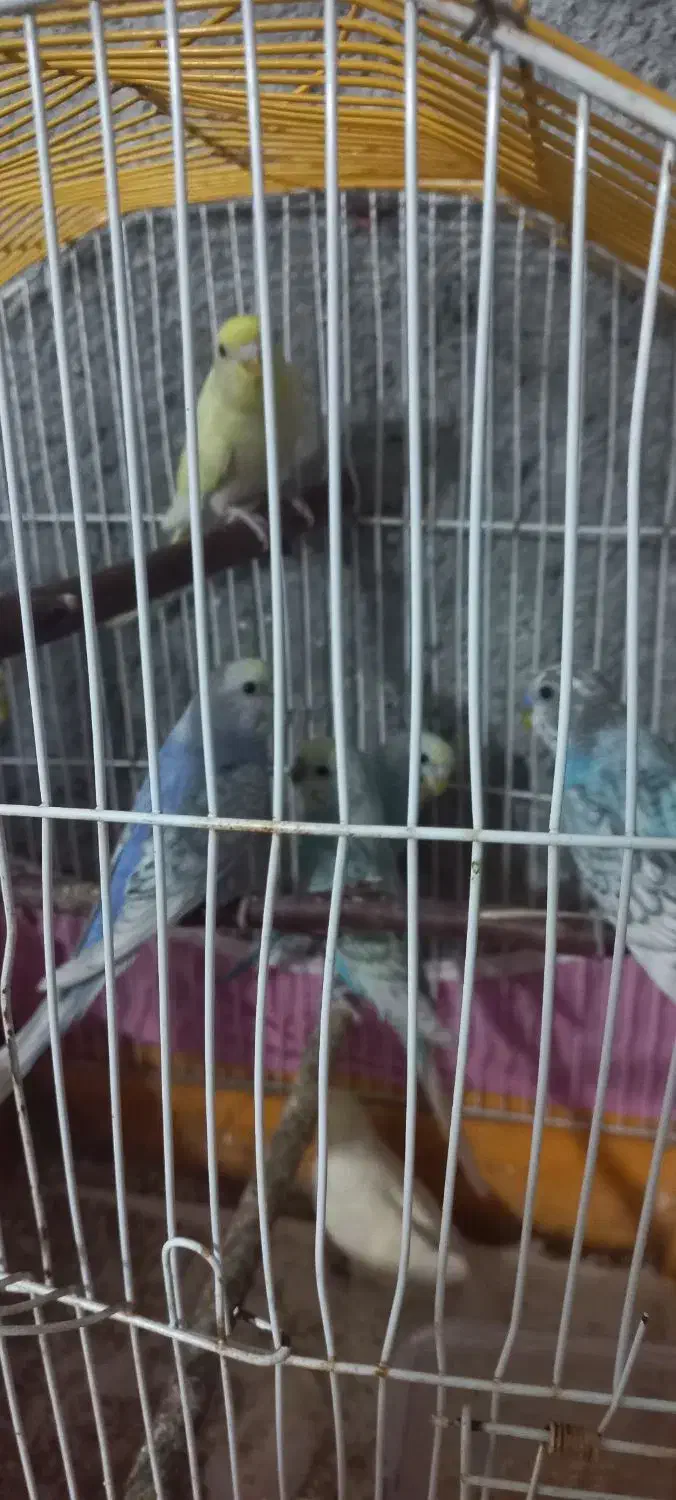 مرغ عشق|پرنده|مینودشت, |دیوار