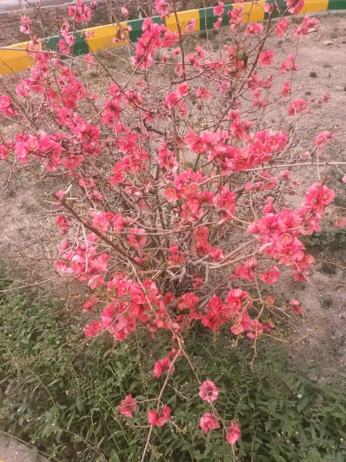 09111866338|سیم‌کارت|تهران, شارق|دیوار